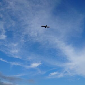 ラプト理論から見る人口削減計画