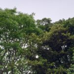 御言葉を聞く前に祈る